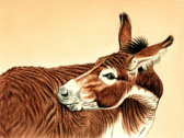 Donkey and Mule Art - Itchy Donkey